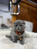 Photo №1. scottish fold - for sale in the city of West Palm Beach | 296$ | Announcement № 122990