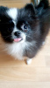 Photo №4. I will sell pomeranian in the city of Berlin. from nursery, breeder - price - 2366$