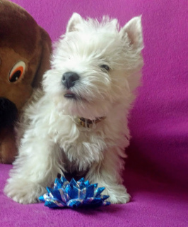 Photo №2 to announcement № 5987 for the sale of west highland white terrier - buy in Ukraine from nursery