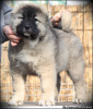 Photo №3. Caucasian Shepherd puppies for sale. Serbia
