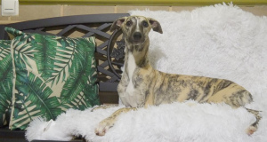 Photo №2 to announcement № 4022 for the sale of whippet - buy in Russian Federation from nursery