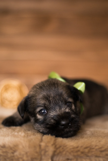 Photo №3. Mittelschnauzer puppies are offered, very beautiful, cute and playful). Ukraine