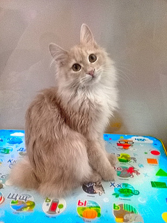 Photo №2 to announcement № 6114 for the sale of kurilen bobtail - buy in Russian Federation breeder
