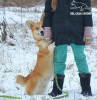 Photo №4. I will sell welsh corgi in the city of Kharkov. private announcement, from nursery, breeder - price - 1700$
