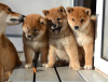 Additional photos: Shiba Inu puppies