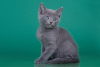 Photo №1. russian blue - for sale in the city of Gelsenkirchen | Is free | Announcement № 95892