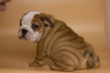 Photo №2 to announcement № 8887 for the sale of english bulldog - buy in Ukraine private announcement