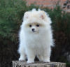 Photo №1. pomeranian - for sale in the city of Stockholm | 1500$ | Announcement № 52276