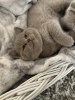 Photo №2 to announcement № 108599 for the sale of british shorthair - buy in Germany private announcement, from nursery, from the shelter, breeder