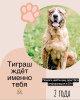 Photo №1. central asian shepherd dog - for sale in the city of Москва | Is free | Announcement № 17330
