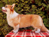 Additional photos: Welsh Corgi Pembroke puppy