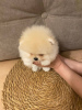 Photo №1. pomeranian - for sale in the city of Гамбург | 740$ | Announcement № 110357