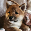 Additional photos: Shiba Inu, ZKwP records