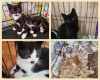 Photo №2 to announcement № 106400 for the sale of domestic cat - buy in Belarus private announcement