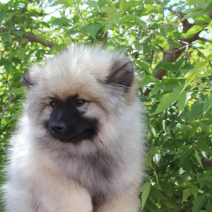 Photo №2 to announcement № 2981 for the sale of german spitz - buy in Russian Federation from nursery