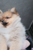 Photo №2 to announcement № 9345 for the sale of pomeranian - buy in Belarus private announcement
