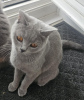 Photo №2 to announcement № 56826 for the sale of british shorthair - buy in United Kingdom 