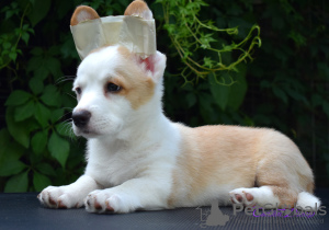 Photo №1. welsh corgi - for sale in the city of Москва | 636$ | Announcement № 7186