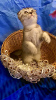 Photo №2 to announcement № 69574 for the sale of scottish fold - buy in Latvia private announcement