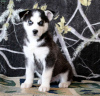 Photo №3. Black and White Siberian Husky for sale Sell. United States