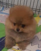 Additional photos: Purebred Pomeranian puppies BOO