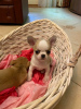 Photo №4. I will sell chihuahua in the city of Раубичи. breeder - price - 500$