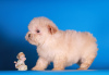 Additional photos: Maltipoo F1 puppies girls mini