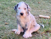 Photo №1. great dane - for sale in the city of Leiden | Is free | Announcement № 123956