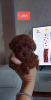 Photo №1. poodle (toy) - for sale in the city of Kula | negotiated | Announcement № 78047