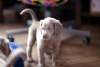 Additional photos: Long haired Weimaraner puppy