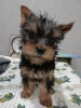 Additional photos: Yorkie/Kawaiiork puppies