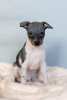 Photo №1. american hairless terrier - for sale in the city of Klaipėda | negotiated | Announcement № 50214