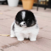 Photo №3. Pomeranian puppies. Estonia