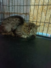 Photo №2 to announcement № 105874 for the sale of siberian cat - buy in Russian Federation private announcement
