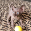 Photo №1. sphynx-katze - for sale in the city of Hamilton | negotiated | Announcement № 89021