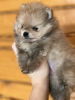 Photo №1. pomeranian - for sale in the city of Novosibirsk | 3000$ | Announcement № 33354