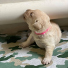 Photo №2 to announcement № 120835 for the sale of labrador retriever - buy in New Zealand breeder