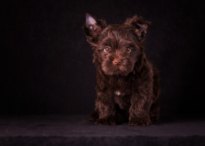 Photo №2 to announcement № 3825 for the sale of yorkshire terrier - buy in Russian Federation breeder