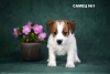 Photo №1. jack russell terrier - for sale in the city of Yaroslavl | 1000$ | Announcement № 9807