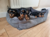 Photo №3. Yorkie puppies for sale. Germany