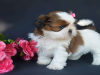 Photo №2 to announcement № 58333 for the sale of shih tzu - buy in Ireland private announcement