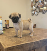 Photo №2 to announcement № 47509 for the sale of pug - buy in Austria private announcement