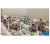 Photo №3. Cute Chihuahua Puppies for Sale. Germany