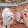 Photo №3. Beautiful Maltese puppies are ready Business WhatsApp 37256062792. Finland