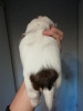 Photo №4. I will sell lhasa apso, shih tzu in the city of Tallinn. private announcement, from nursery, breeder - price - 634$