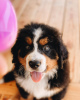 Photo №1. bernese mountain dog - for sale in the city of Munich | 423$ | Announcement № 111322