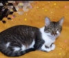 Photo №3. Charming gray cat Tigrusha is looking for a home and a loving family!. Belarus