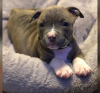 Photo №1. american pit bull terrier - for sale in the city of Berlin | Is free | Announcement № 47715