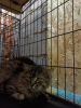 Photo №3. Siberian Leo is looking for a home. Russian Federation