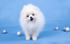 Photo №4. I will sell pomeranian in the city of Minsk. from nursery - price - 3632$
